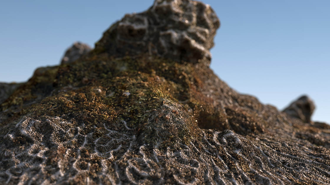 Coral, 3D close-up